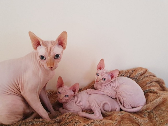 Sphynx Kittens For Sale San Antonio Tx www.sphynxskitty.com